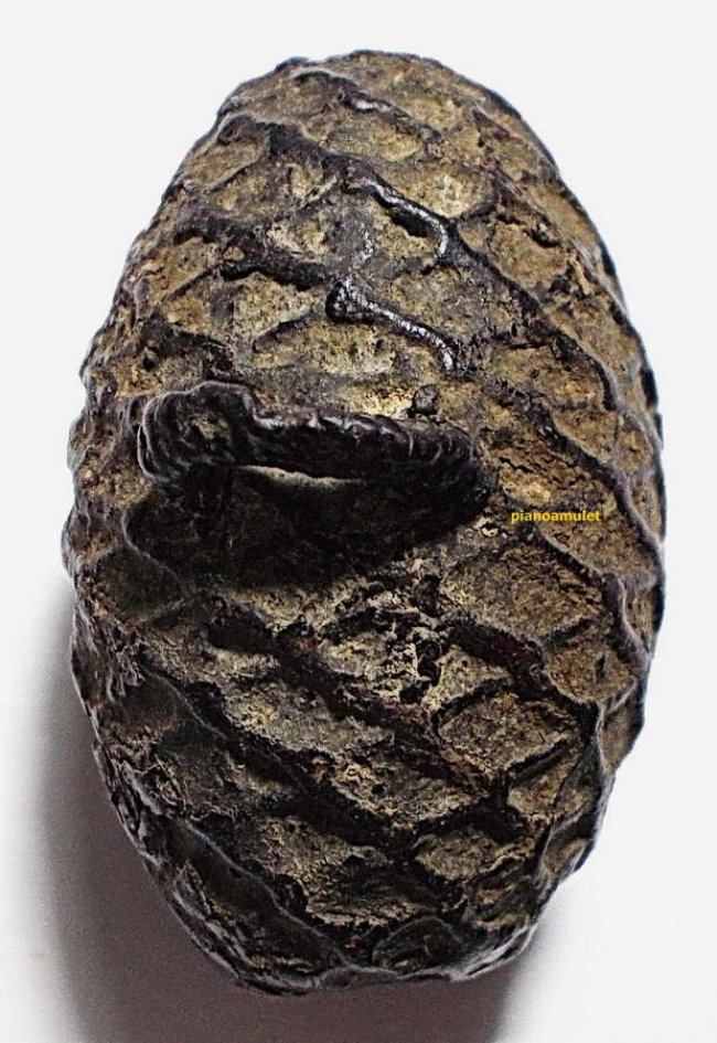 หมากทุย ลป.เอี่ยม วัดหนัง