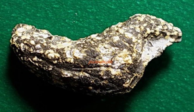 นกสาริกายุคแรก หลวงพ่อน่วม วัดหลวงครู นครศรีธรรมราช 