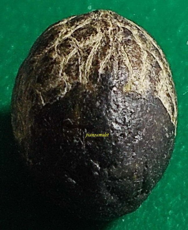 หมากทุยเปลือย อุดชันโรง เจ้าคุณผล วัดหนัง