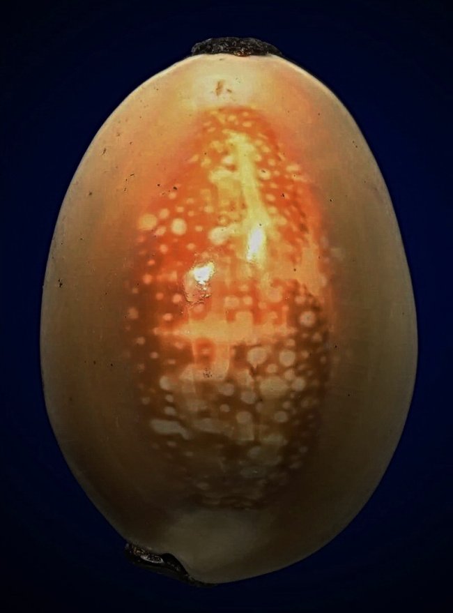 เบี้ยแก้หลวงพ่อนุ่ม วัดนางใน จ.อ่างทอง