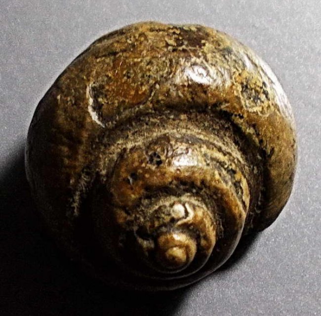 คตหอยตันของทนสิทธื์มีฤทธิ์ในตัว