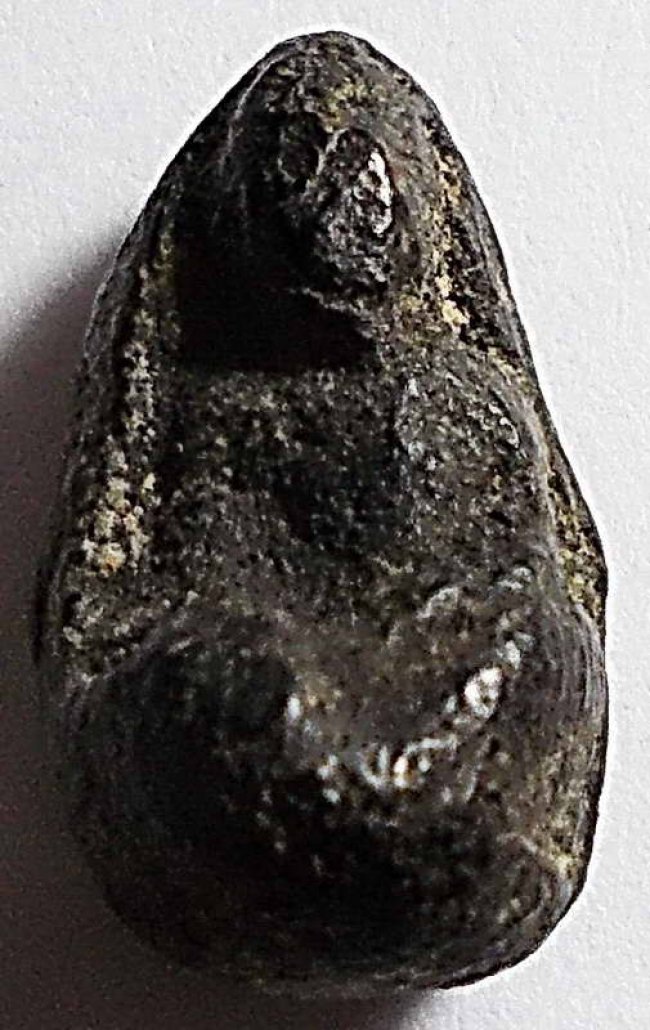 พระพิจิตร เม็ดน้อยหน่า (เขี้ยวงู) กรุท่าฉนวน 